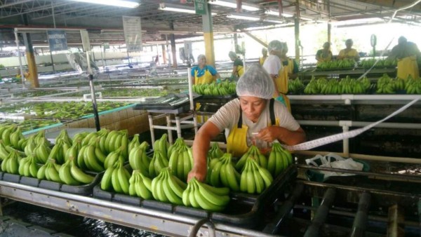 Ingresos por exportaciones de banano hondureño crecen