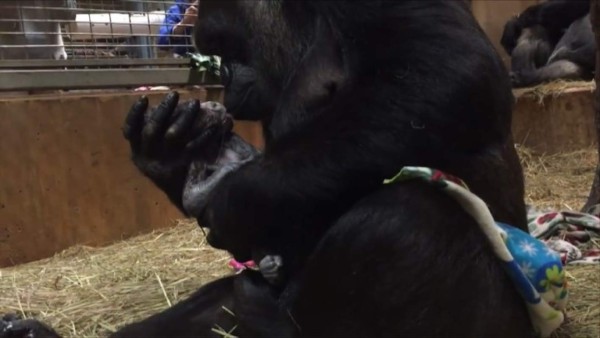 El nacimiento de un gorila en el zoológico de Washington  
