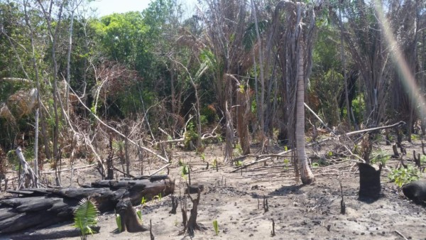 Desastre ecológico: fuego y tala consumen parte de Punta Izopo