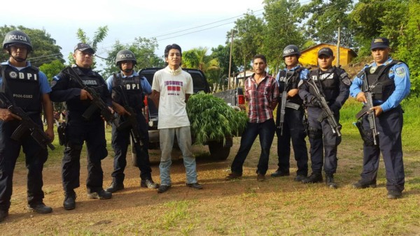 Los capturan con 150 plantas de marihuana en Cofradía