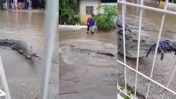 Video: Lluvias y desbordes de ríos en México deja personas muertas y cocodrilos en las calles inundadas