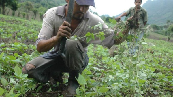 Validan seis líneas de frijol rojo en El Zamorano, Honduras