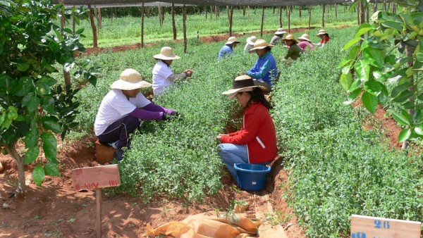 FAO concluye programa de seguridad alimentaria en Guatemala