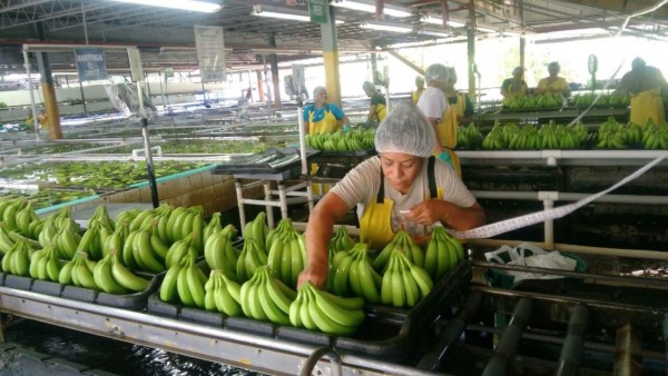 Ingreso por exportación de banano retrocede 11%, según reporte