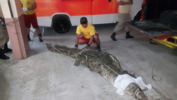 Capturan enorme cocodrilo en Omoa, Honduras