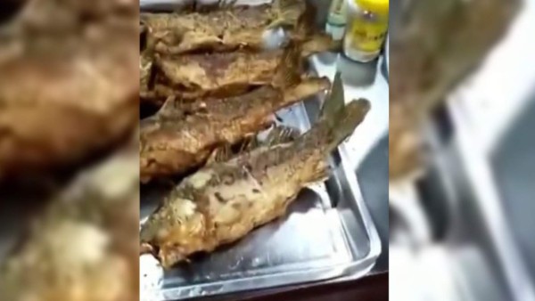 Pescado frito se mueve en plato y causa terror