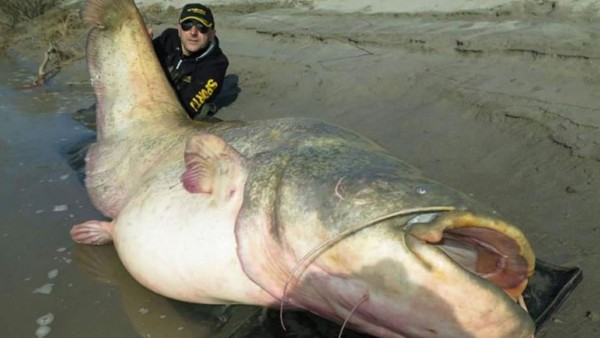 Italiano pesca el bagre más grande del mundo