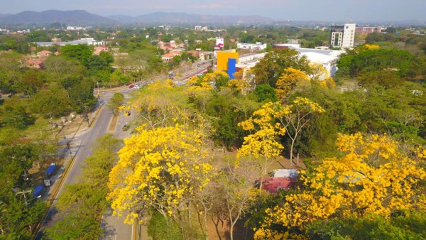 Con su espectacular floración, árboles de San Juan embellecen San Pedro Sula