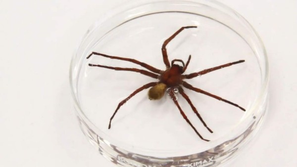 La espeluznante nueva especie de araña californiana