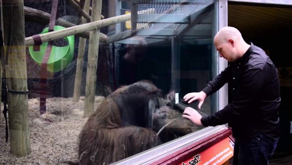 Video: Orangután queda tan impresionado con un truco de magia que quiso imitarlo