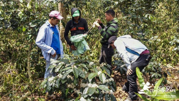 Co. Honducafé, ejemplo de éxito del negocio familiar