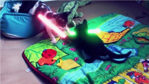La batalla entre dos gatitos Jedi