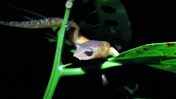 ¡Los tesoros del Cusuco! Biodiversidad en su máximo esplendor