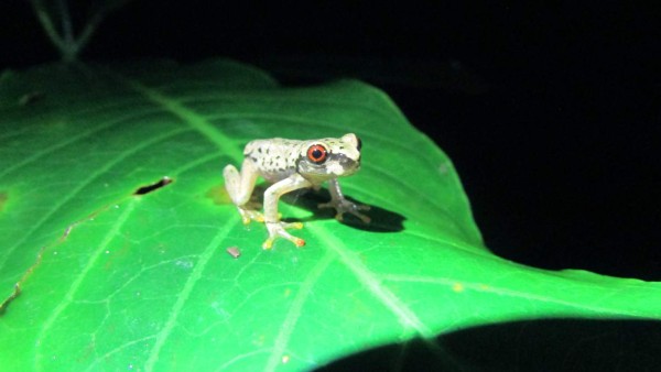 ¡Los tesoros del Cusuco! Biodiversidad en su máximo esplendor