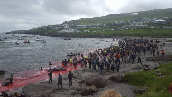 Islas Feroe comienza la tradicional matanza de ballenas