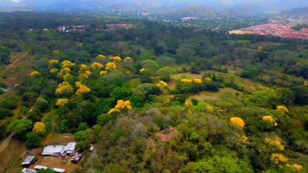 El árbol de San Juan es ornamental porque embellece el lugar donde se encuentra.