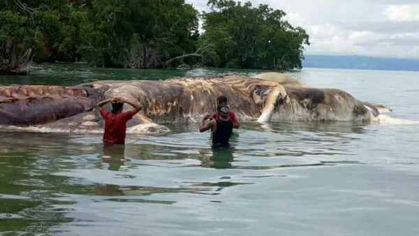Extraña criatura marina aparece en las costas de Indonesia