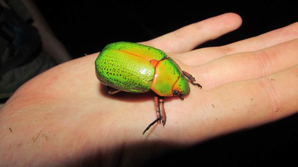 ¡Los tesoros del Cusuco! Biodiversidad en su máximo esplendor