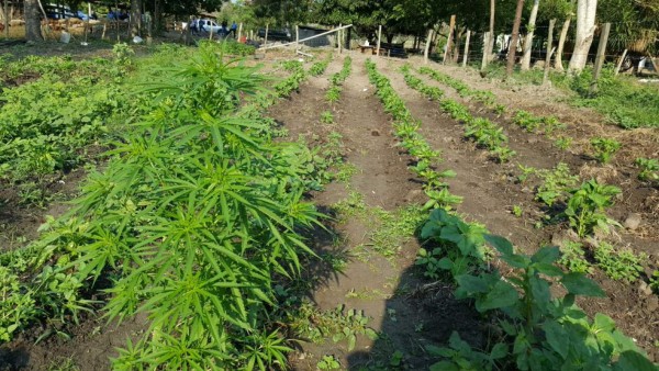 Hallan plantación de marihuana en una hacienda de San Pedro Sula