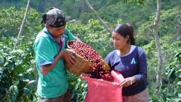 Café especial hondureño brilla en feria mundial