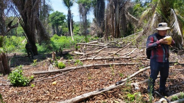 Desastre ecológico: fuego y tala consumen parte de Punta Izopo