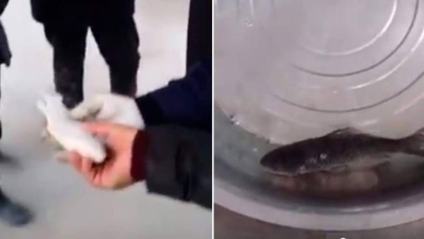 Pescado congelado revive tras ponerlo en agua caliente