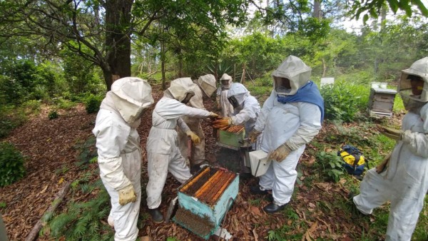 Cadena apícola nacional produce 1,239 toneladas métricas de miel