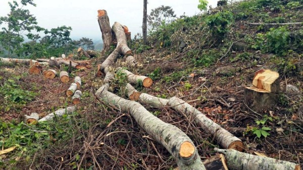 Luchan para proteger montañas del Valle de Sula