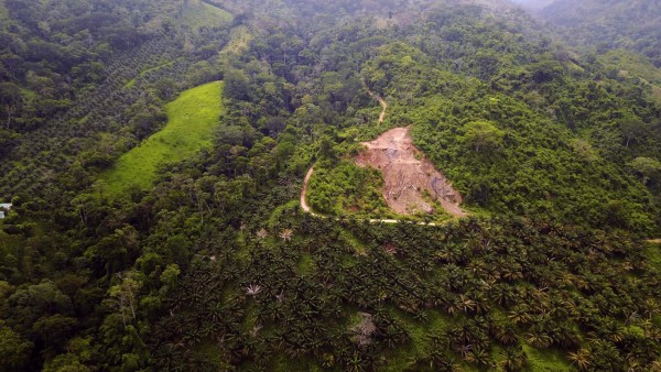 La palma aceitera devora más bosques de Honduras