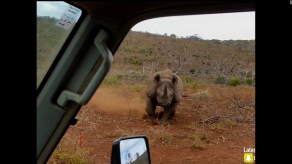 Momentos en que un rinoceronte ataca a fotógrafos