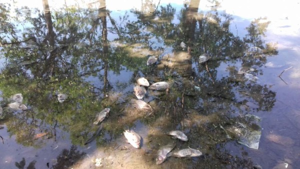 Alarma por muerte de peces en estero de La Ceiba