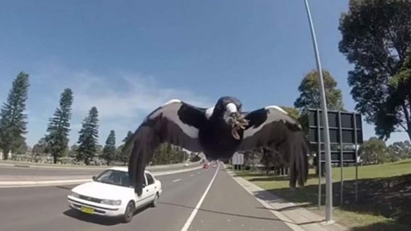 El ave embistió seis veces contra la cabeza del ciudadano Trent Nicholson, que circulaba por una carretera en Shellharbour, Australia. Foto YouTube.