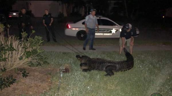 Aterrador: Encuentran un cocodrilo en una piscina de la Florida