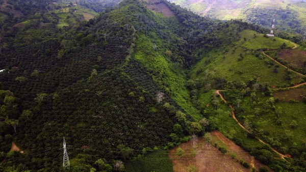 La palma aceitera devora más bosques de Honduras