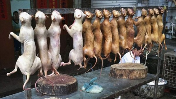 China sacrifica a miles de perros para el 'festival del horror'
