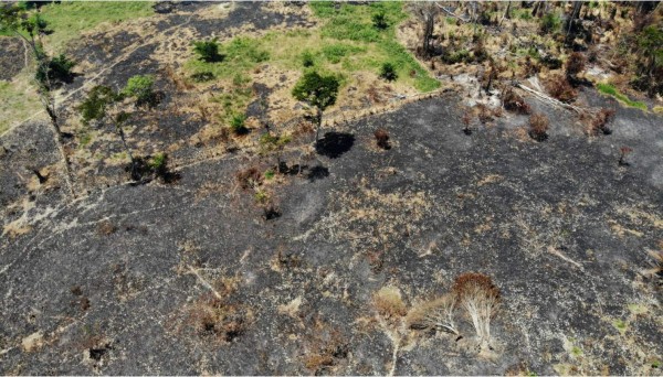 Desastre ecológico: fuego y tala consumen parte de Punta Izopo