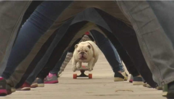 Perro peruano bate récord Guinness sobre patinete