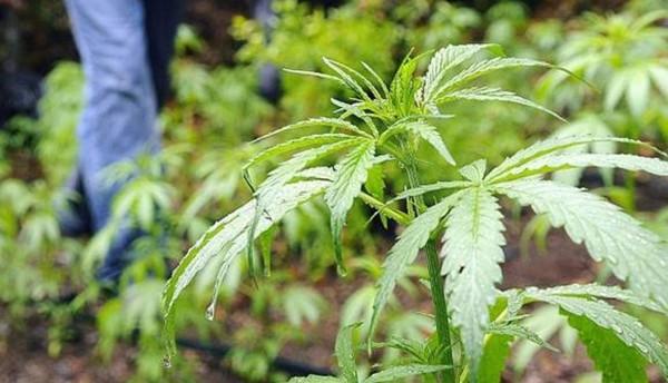 Uruguay venderá a $1 el gramo de marihuana