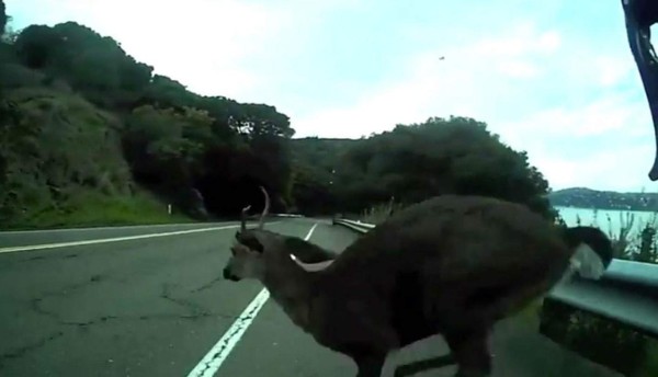 Ciclista y venado sufren inesperado choque en carretera