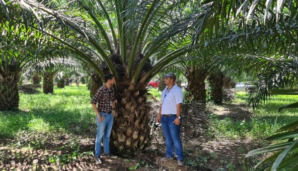 Productos Cadelga optimizan rendimiento de cultivos de palma africana en Colón