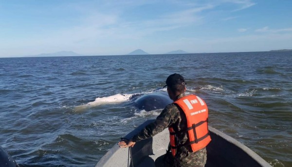 Pescadores y Fuerza Naval rescatan una ballena en el Golfo de Fonseca