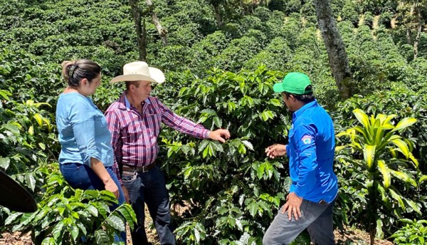 Destacan impacto de Cadelga en los cultivos de café en Copán