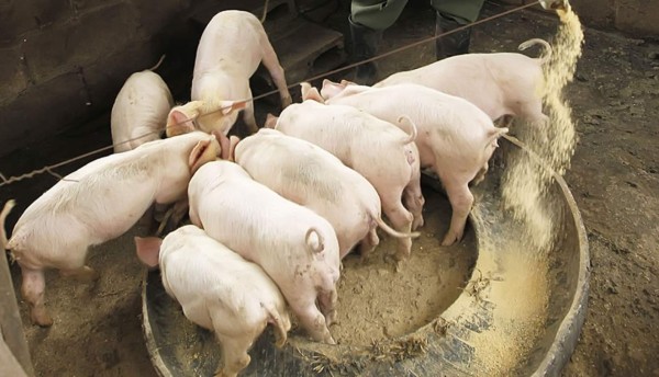 Proyectos de genética buscan aumentar producción porcina