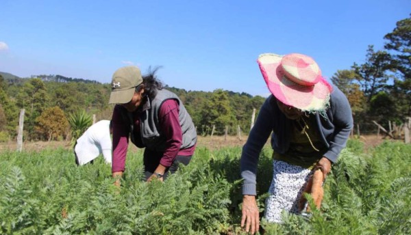 Industria alimentaria, el rubro más activo y rentable