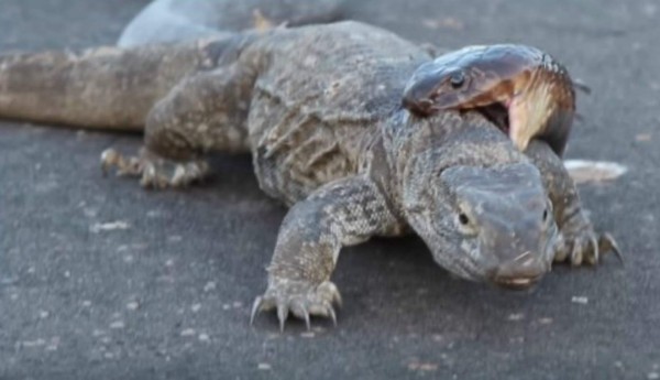 Lucha feroz entre lagarto y cobra tiene un final inesperado