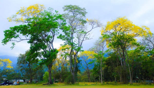 Con su espectacular floración, árboles de San Juan embellecen San Pedro Sula