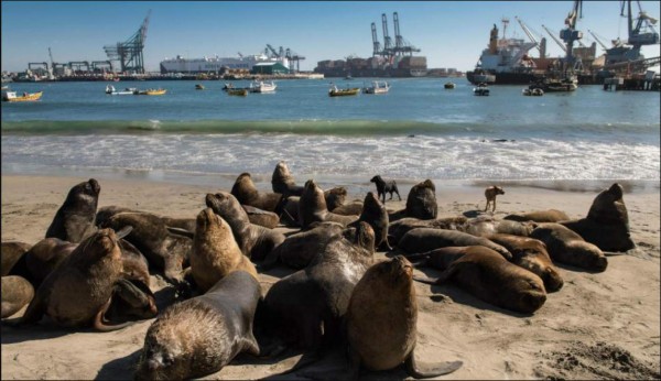 EEUU : Sacrifican a lobos marinos para proteger a peces en peligro de extinción