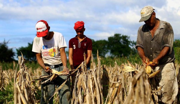 Productores agobiados por ingreso libre de maíz y arroz