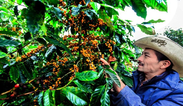 Carlos Vásquez viaja desde Belén para cortar café en Corquín, Copán. Fotos: Wendell Escoto