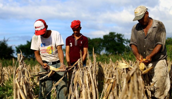 Honduras solo produce el 30% de la demanda nacional de granos básicos